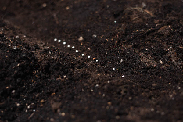 Open Pollinated or Hybrid Seeds: What's the Difference?