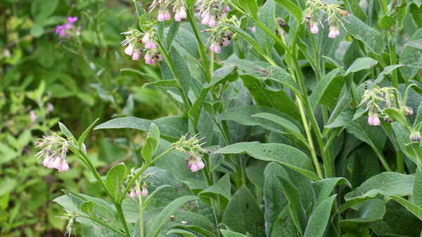 How to Grow Comfrey