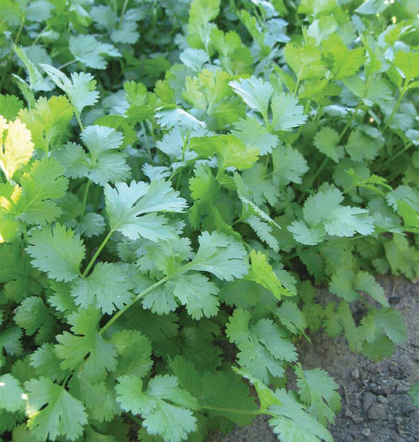 About Cilantro