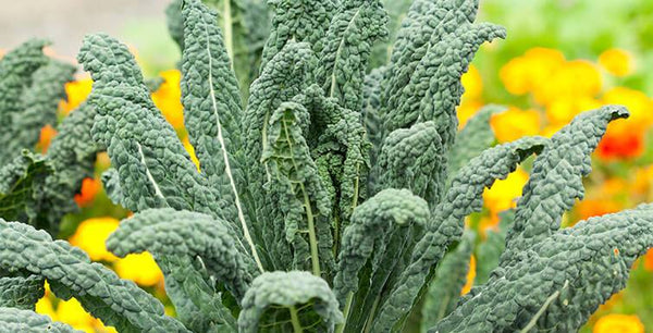 About Kale and Collards