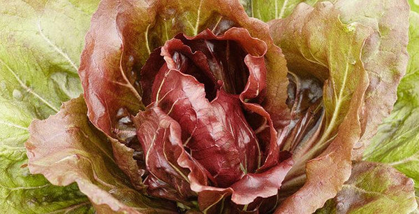 About Radicchio