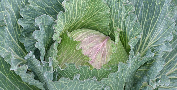 Best Winter Gardening Varieties