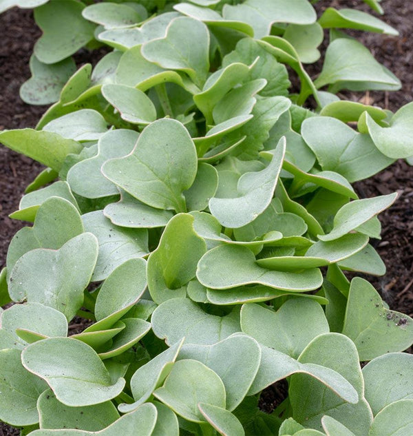 container soil recipe