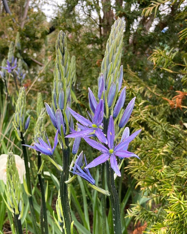 Pollinator Wildlife Gardening