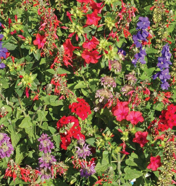 Hummingbird Wildflower Blend Ingredients