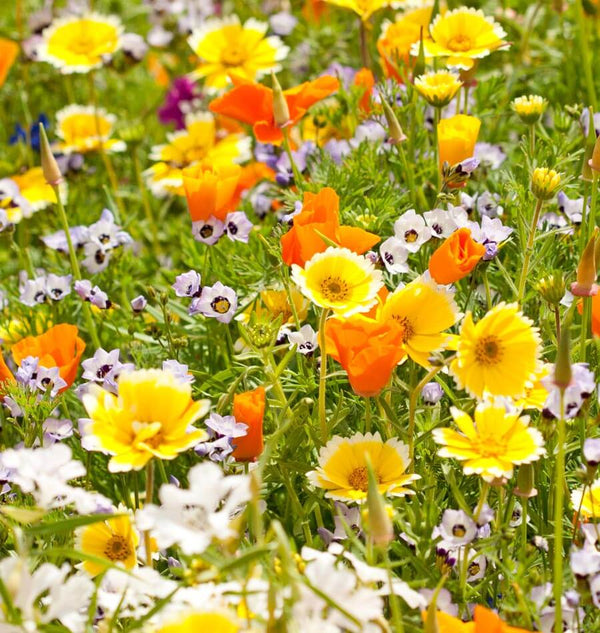 Xeriscape Wildflower Blend Ingredients