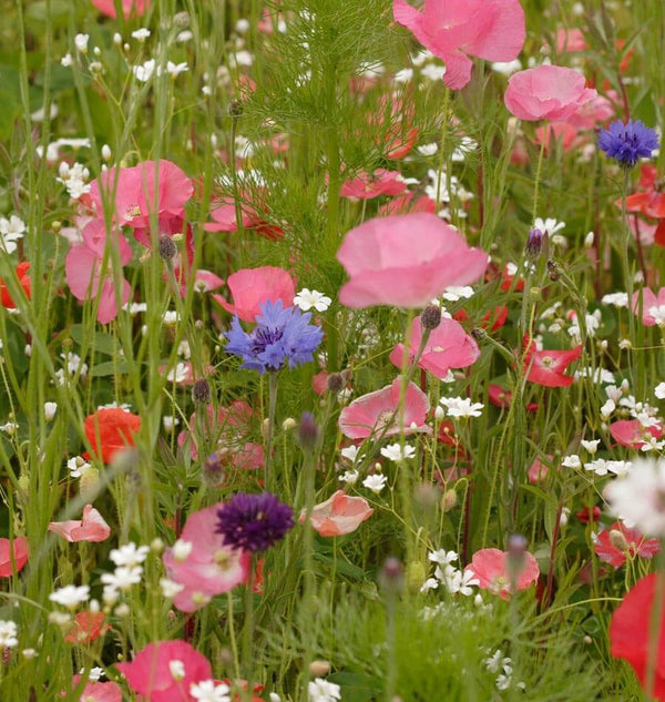 Knee High Meadow Blend Wildflower Ingredients