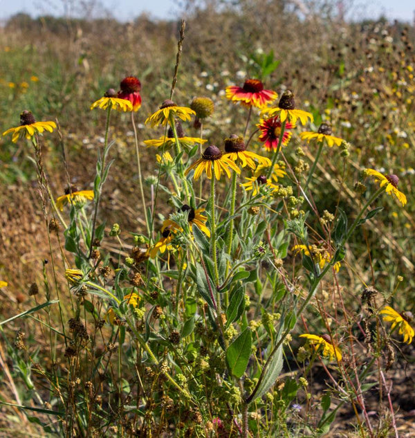 Beetle Bank Blend Wildflowers Ingredients