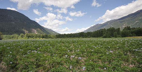 About Our Certified Organic Seed Potatoes