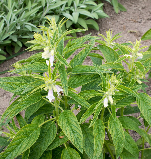 Ten Must-Have Seeds for 2018