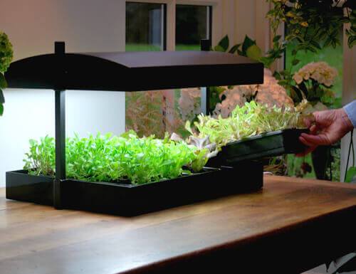 Mark Reviews the Growlight Garden