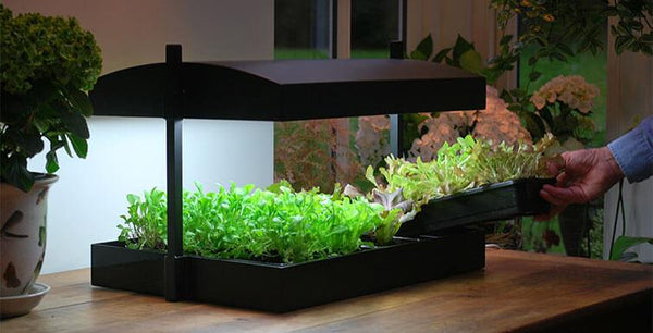 Growing Food Indoors