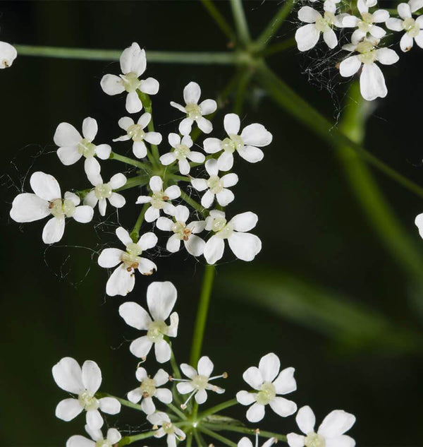 Growing Food in Part Shade