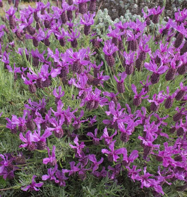 Seeds to Start in February