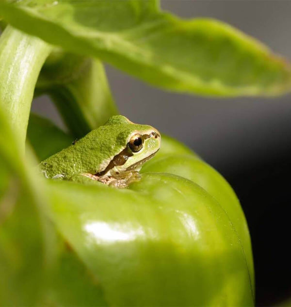 Commit to Grow Day 9: Queen of Green