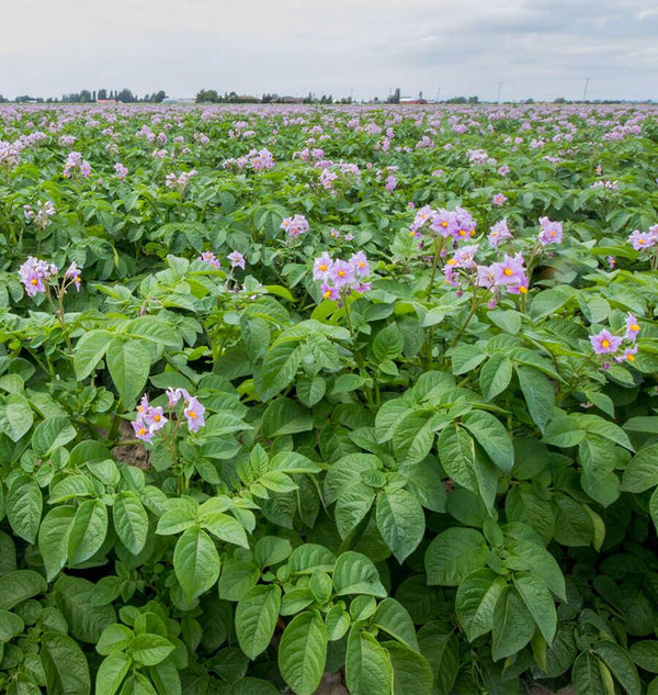 How and When to Harvest Potatoes
