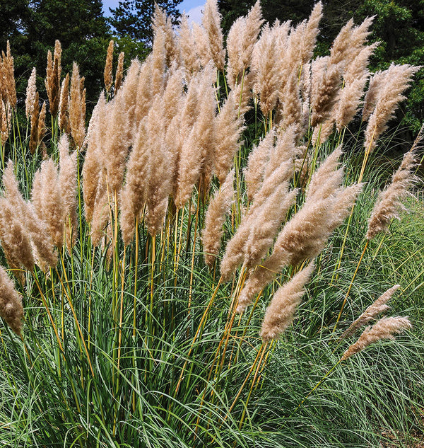 How to Grow Pampas Grass