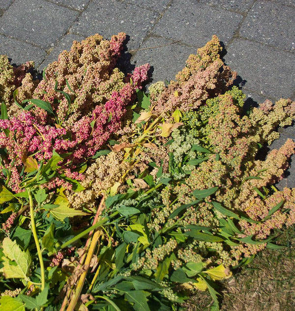 How to Harvest Quinoa