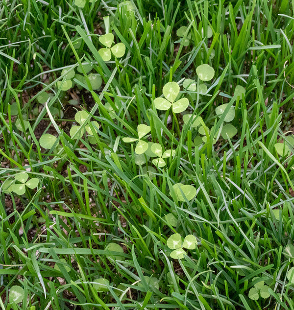 how to grow chafer beetle resistant lawn blend