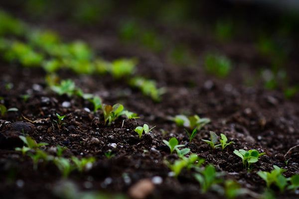 Seeds for a Really Early Start