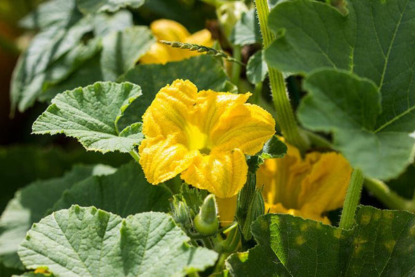 Mark's Top Squash Picks