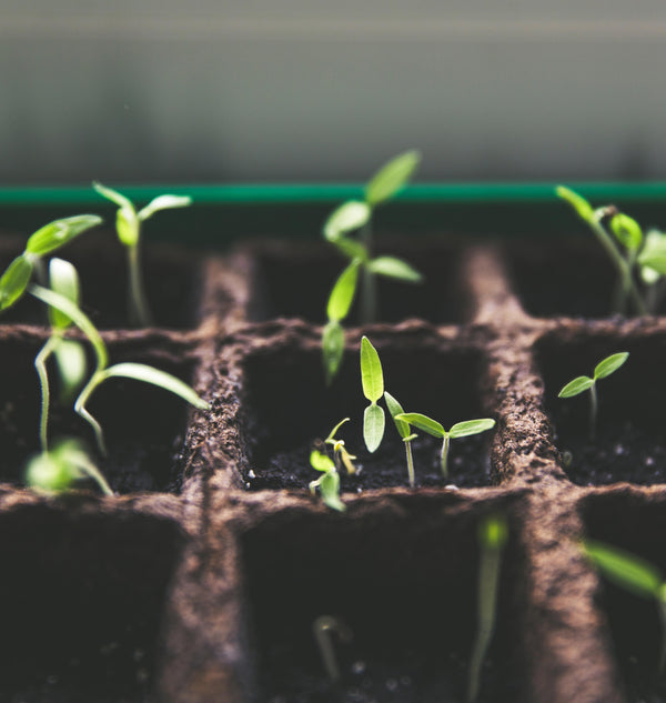 All creatures great and small eat seedlings