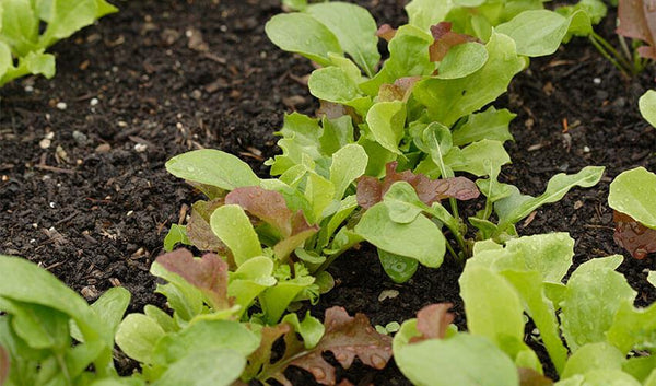 How To Protect Seedlings