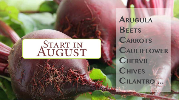 Seeds to Start in August