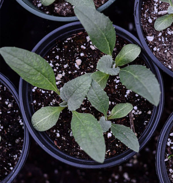 Waiting to Transplant