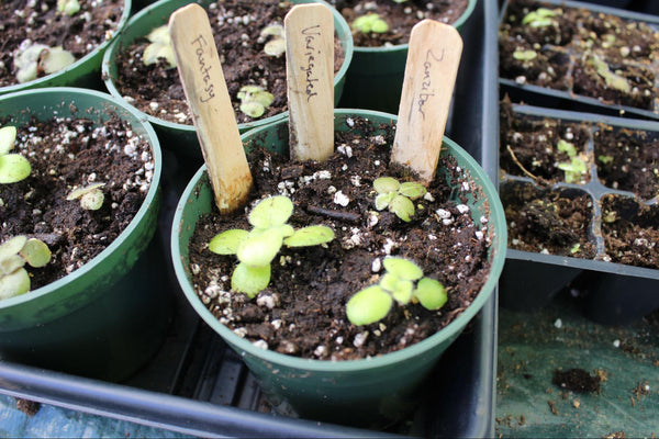 Growing African Violets
