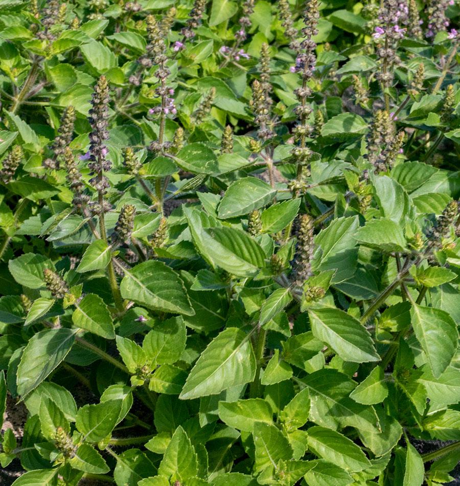 Holy Basil Organic Seeds West Coast Seeds Seedlings Sale