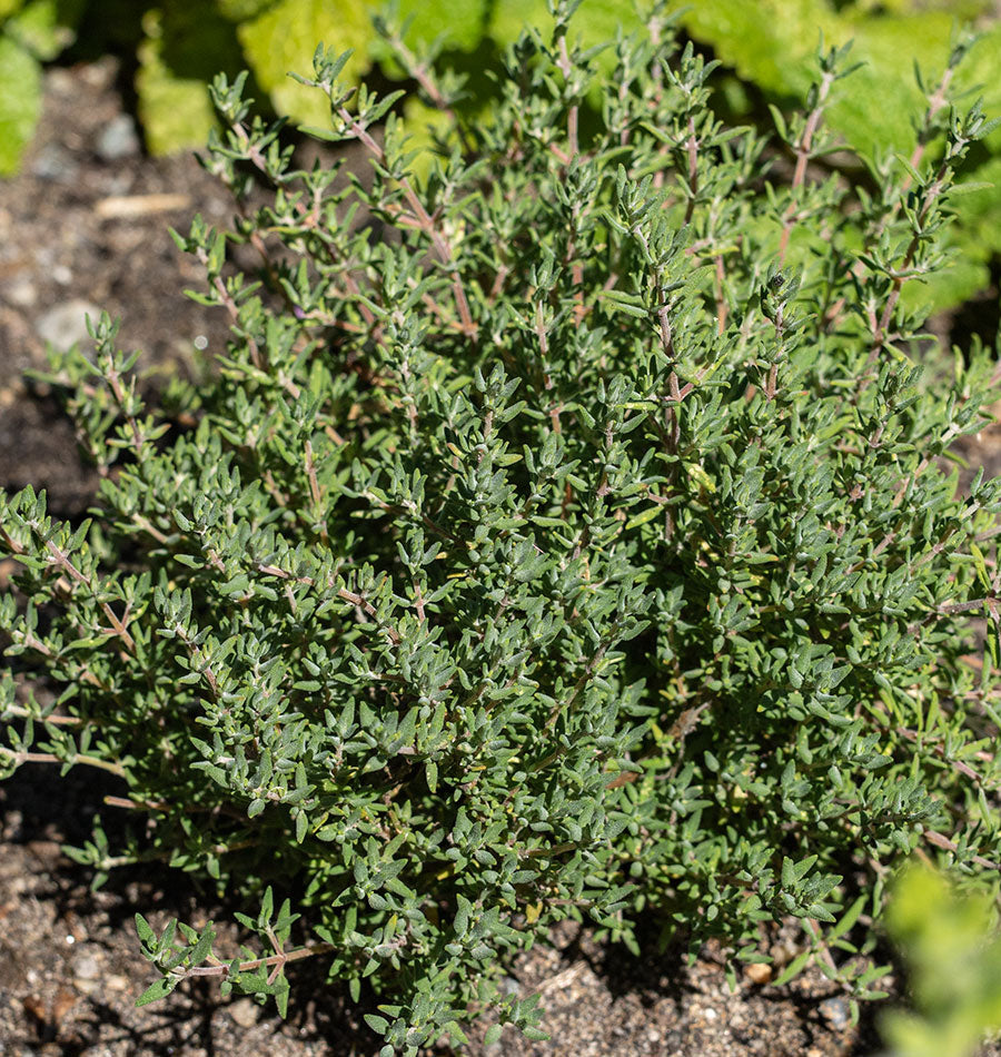 Orangelo Thyme Seeds  Baker Creek Heirloom Seeds