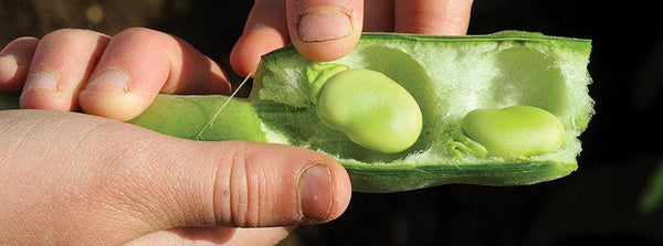 About Broad Beans