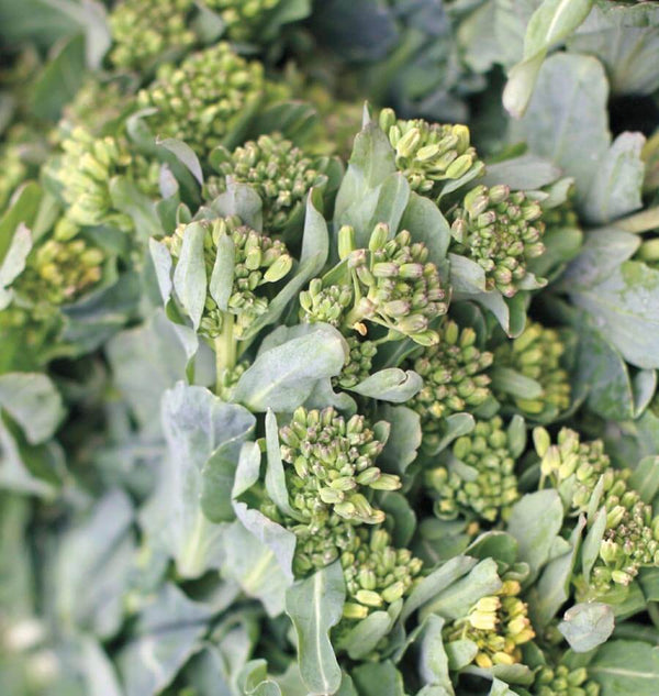 How to Grow Broccoli Raab