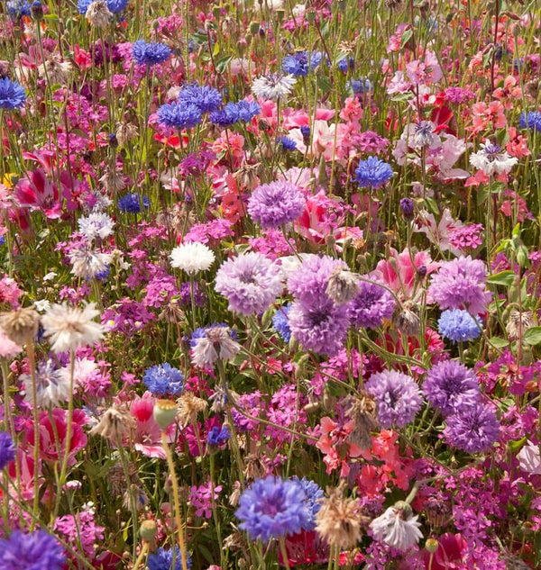 Pacific Northwest Wildflower Blend Ingredients