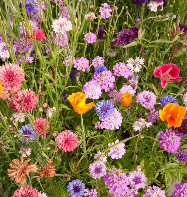 Butterfly Wildflower Blend Ingredients