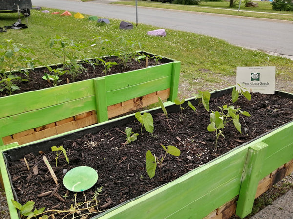 Gardening for Diversity and Inclusion with The Multicultural Association of Fredericton