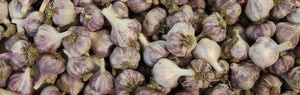 Garlic & Flower Bulbs — Shipping Update