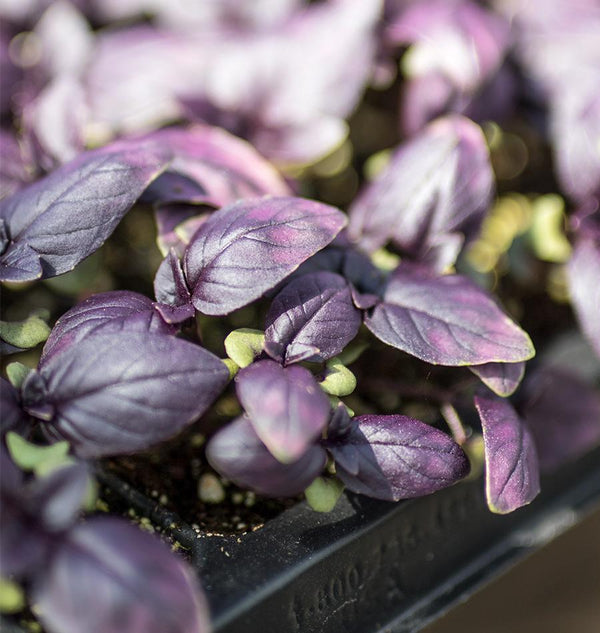 Hardening Off Seedlings