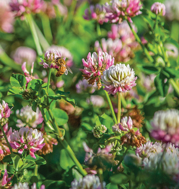 How to Grow Alsike Clover