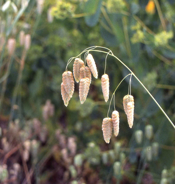 How to Grow Quaking Grass