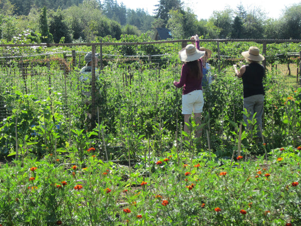 Supporting Local Food Banks at the The Kiwi Cove Community Garden