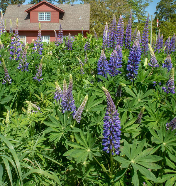 Lupin Aphids