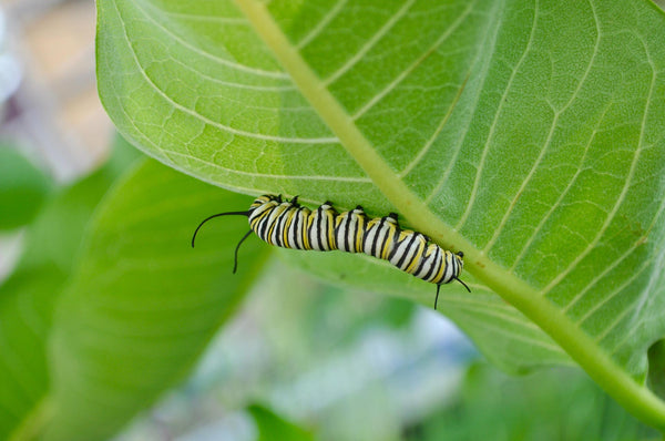 About Milkweed