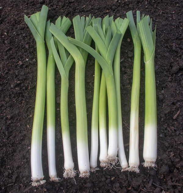 Overwintered Leeks