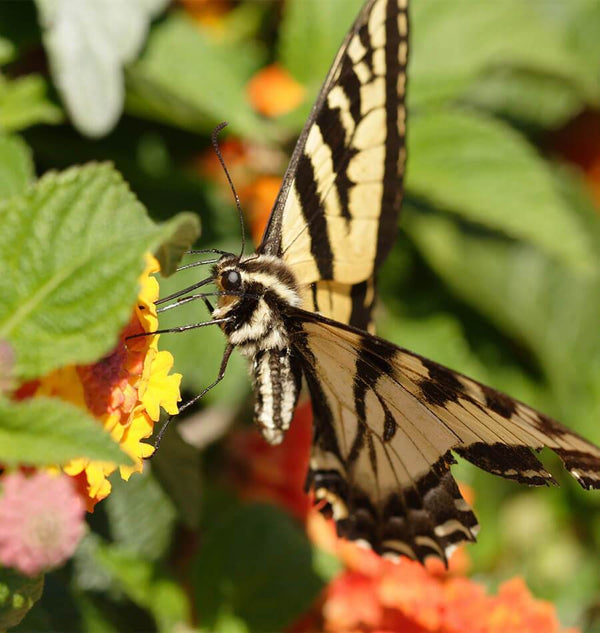 Planting a Butterfly Garden