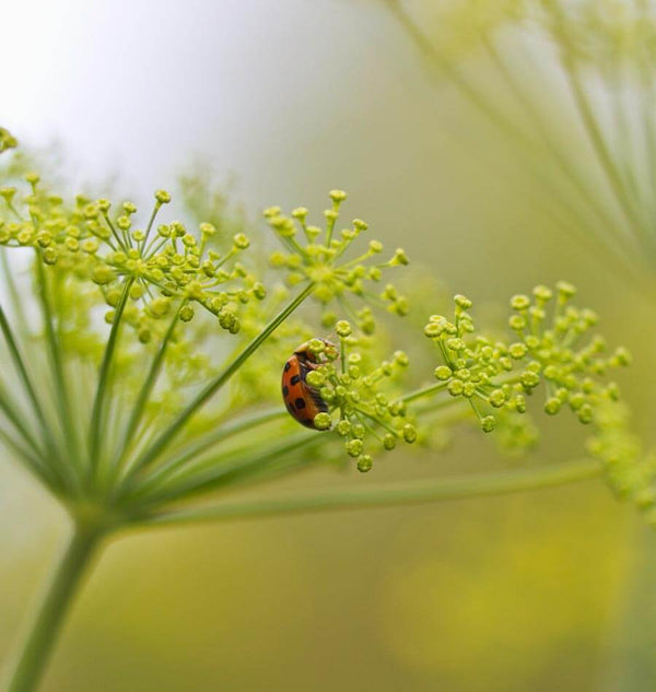 Ladybird beetle