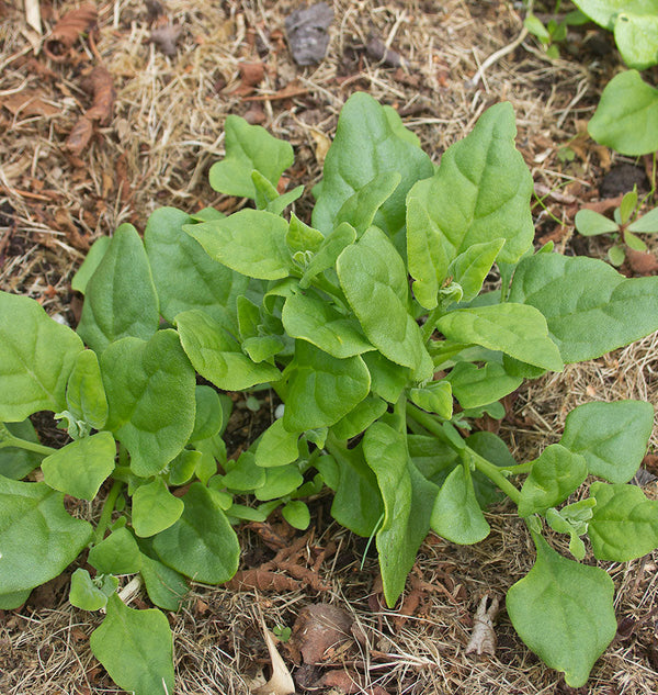 How to grow New Zealand spinach