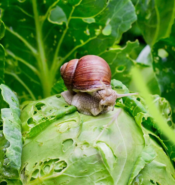 Snails and Slugs