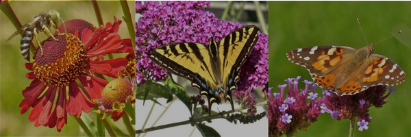 Bee and Butterfly Pollinator Plant Project - Oceanside, Vancouver Island